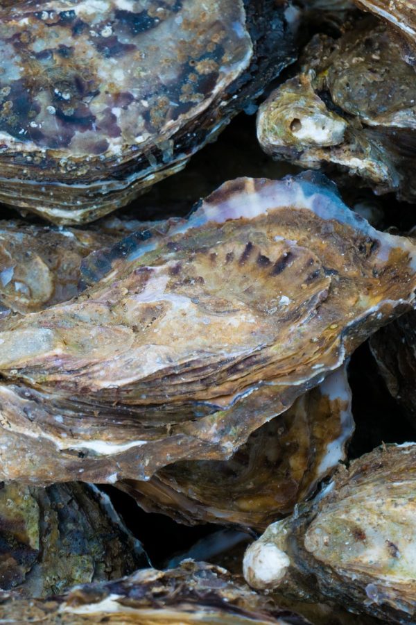 oysters-gaea29d51b_1920